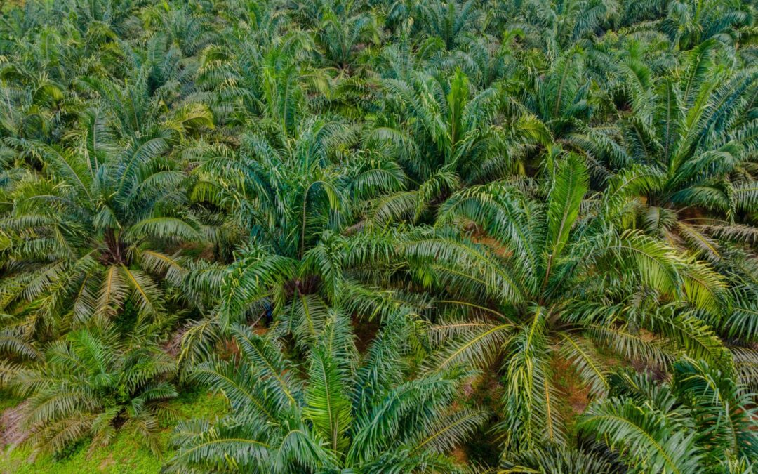 Ghana Tree Crop Diversification Project