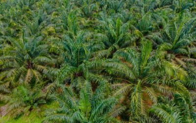 Ghana Tree Crop Diversification Project