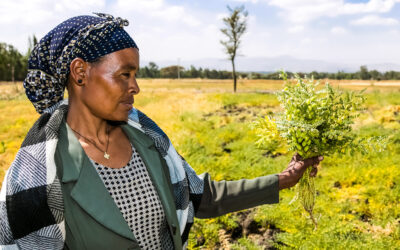 Ethiopia Wheat Value Chain Development Project